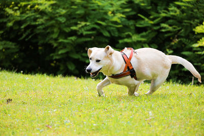 Dogs running on grassy field