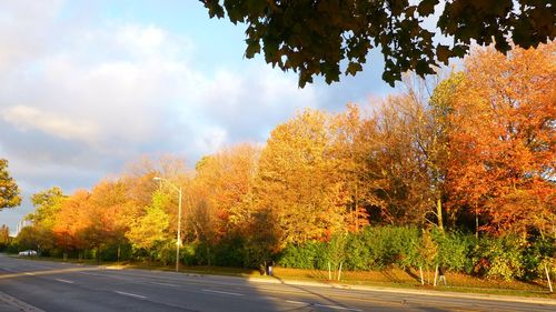 Trees by road against sky during autumn