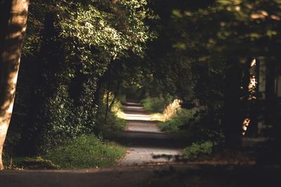 Trees at night