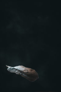 Close-up of bird flying over black background