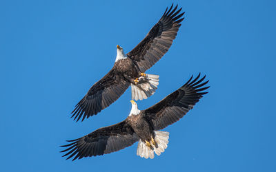 Low angle view of bird flying against clear blue sky