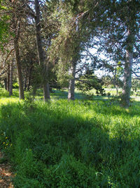 Trees on grassy field