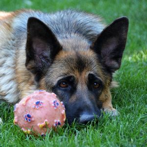 Close-up portrait of dog lying on grass