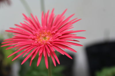 Close-up of pink flower