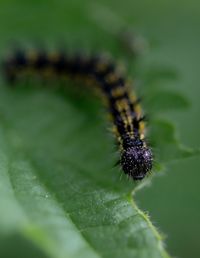 Close-up of insect on leaf