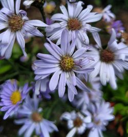 Close-up of white flowering plants