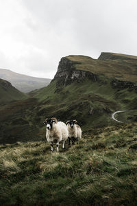 Sheep in a farm