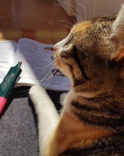 Close-up of cat looking away at home