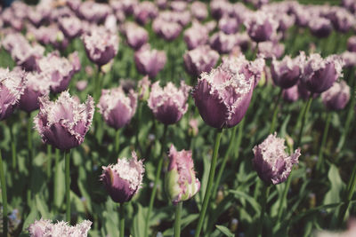 Close-up of pink flowering plants on field