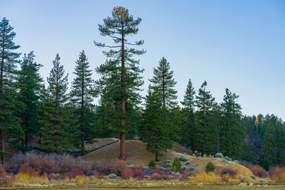 Pine trees in forest against sky during autumn