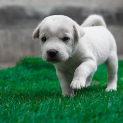Portrait of puppy on grass