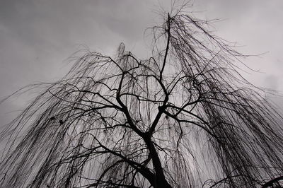 Low angle view of bare tree against sky