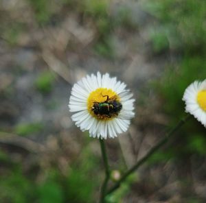 Close-up of white daisy