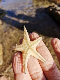 Close-up of hand holding leaf at beach