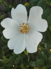 Close-up of white rose flower