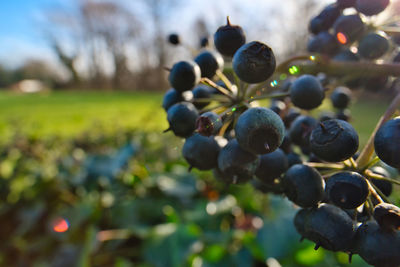 Close-up of berries growing on field