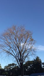 Low angle view of bare trees against blue sky