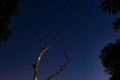 Low angle view of bare tree against star field