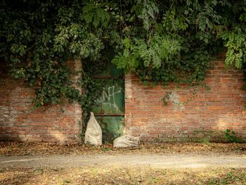 Ivy on wall against building