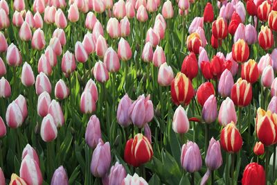 Close-up of pink tulips on field