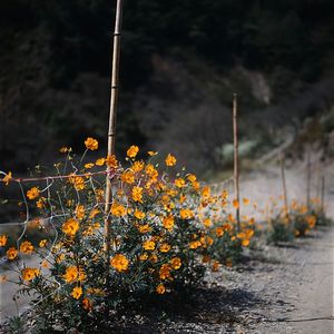 Close-up of yellow flowers