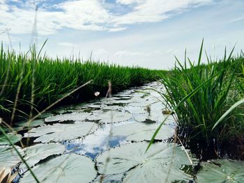 Scenic view of grass against sky