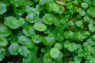 Full frame shot of wet leaves