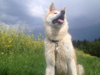 Dog on field against sky