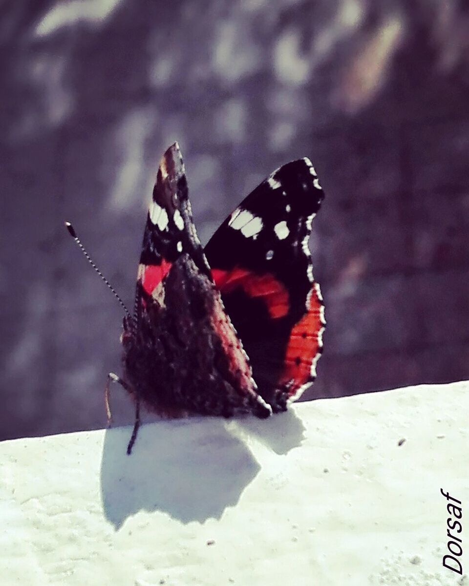 animals in the wild, animal themes, butterfly - insect, focus on foreground, one animal, insect, animal wildlife, nature, day, close-up, no people, full length, outdoors, beauty in nature, freshness, perching, mammal