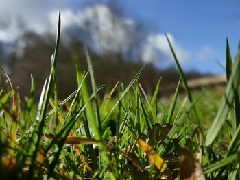 Close-up of grass growing on field against sky