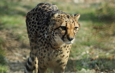 Cheetah walking on field