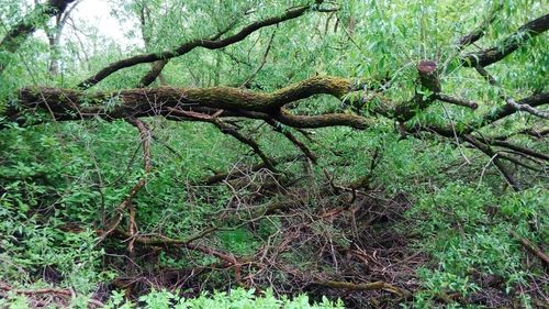 Trees growing in forest