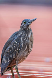 Close-up of bird perching on wood