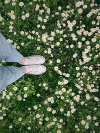 High angle view of flowers on field