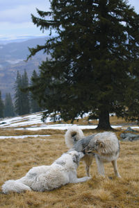 View of sheep on field