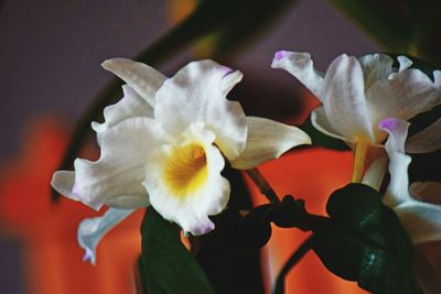 Close-up of flowers blooming outdoors