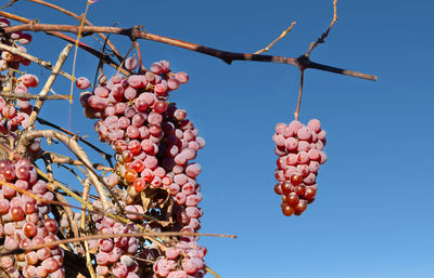 Bunches of pink grapes on a sunny day against a blue sky