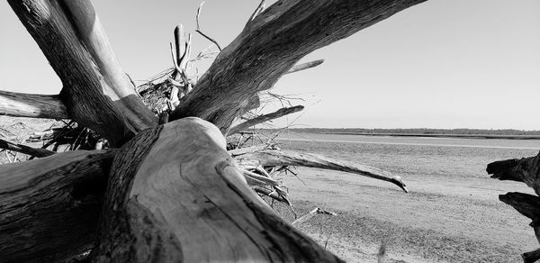 Driftwood on tree trunk against clear sky