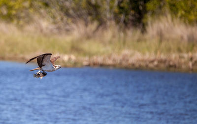 Osprey flying above lake