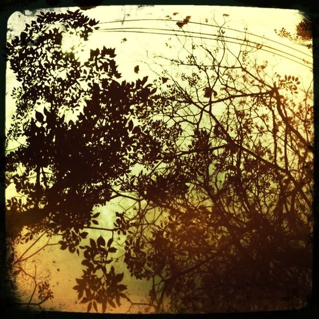 TREES AGAINST SKY IN FOREST