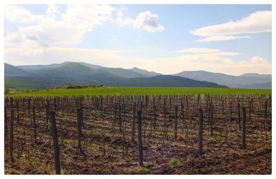 Scenic view of vineyard against sky
