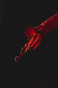 Close-up of red rose against black background