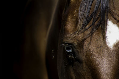 Close-up of head of horse