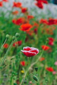 Close-up of red poppy flowers on field