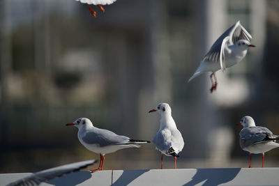 bird