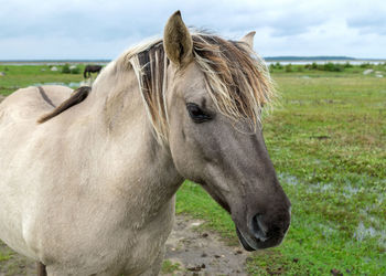 Portrait of a wild horse, the inhabitants of engure nature park are wild animals 