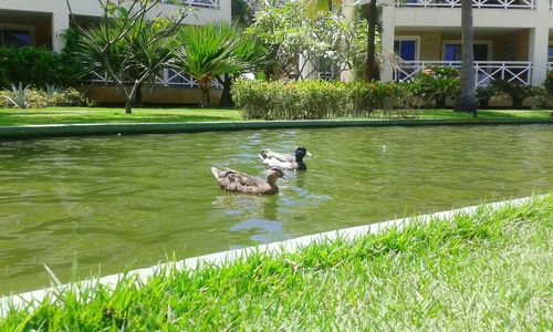 Ducks swimming in water