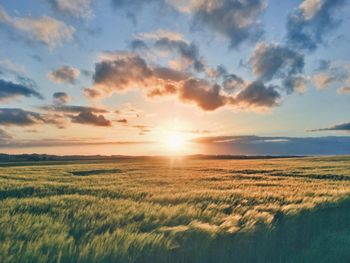 Crops growing on farm during sunset