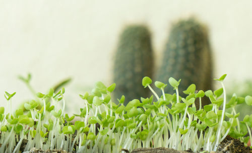 Close-up of succulent plants growing on field