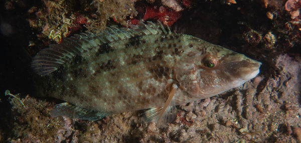 Close-up of fish underwater